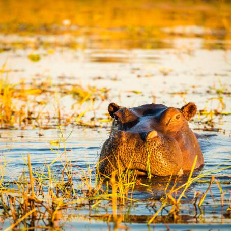 Large Hippo with Open Mouth in Chobe Wildlife Reserve