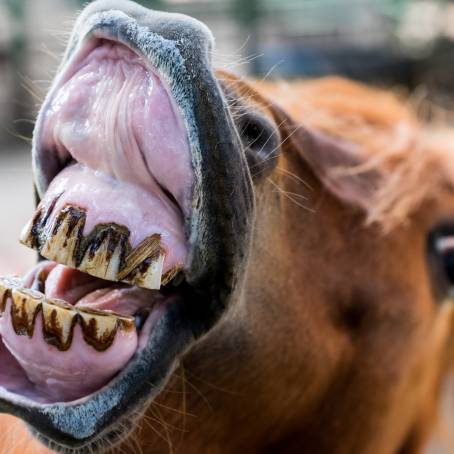 Laughing Horse at Latvian Zoo