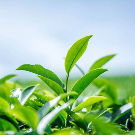 Leafy green background perfect for eco friendly, nature designs