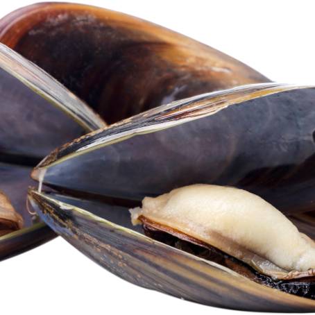 Levitation of Mussels in Shells on White Surface