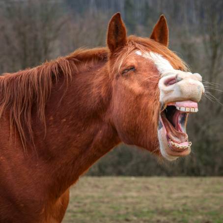 Little Horse Grinning at Latvian Zoo