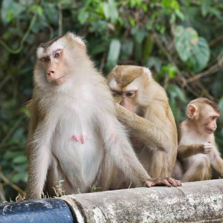 Lively African Monkeys Playing at Monkey Park