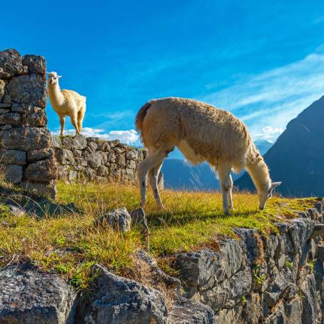 Llama at Machu Picchu, Andes, Peru