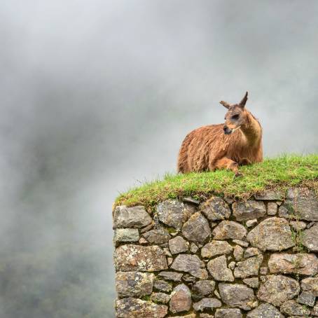 Llama at Machu Picchu in Andes, Peru