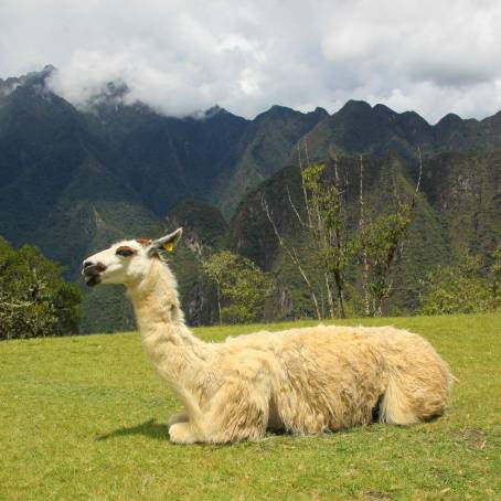 Llama Lama glama in front of Machu Picchu, Aguas Calientes near Cusco, Andes, Peru, South America