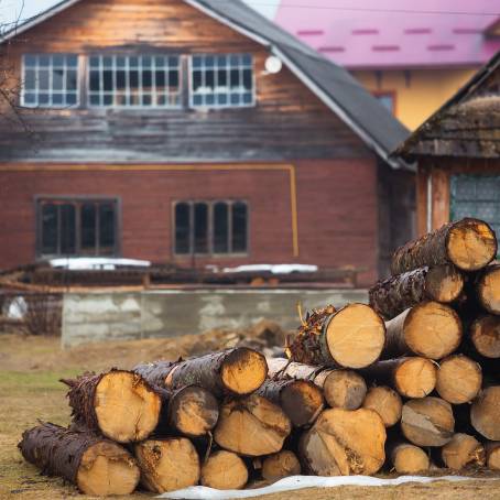 Logging Timber Scene Pile of Spruce Trunks Ready for Removal