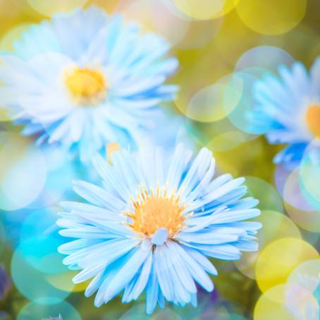 Low Angle Daisy Bloom with Cloudy Sky Backdrop