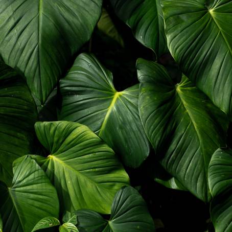 Lush green leaves background for natural themed designs