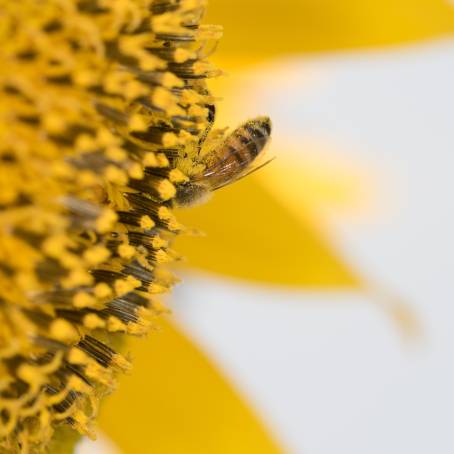 Macro Bee and Sunflower Natures Detailed CloseUp