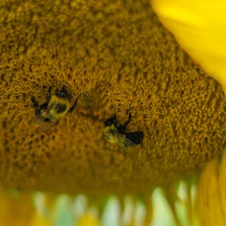 Macro Bee on Sunflower Petal CloseUp Nature Shot