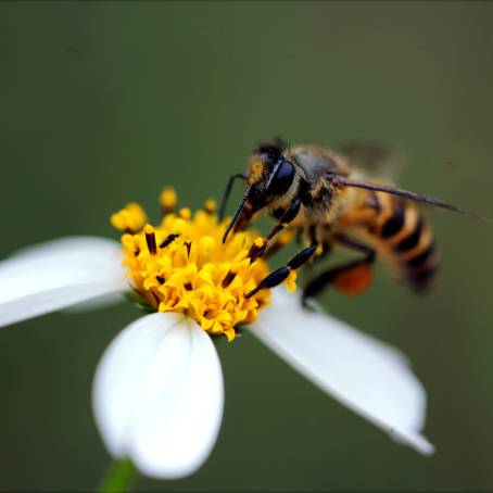 Macro Bee Photography on Stunning Sunflower