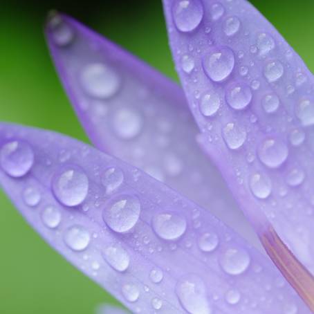 Macro CloseUp of Dew Drops on Geranium Petals