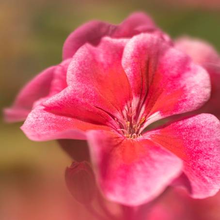 Macro CloseUp of Water Droplets on Geranium Petals