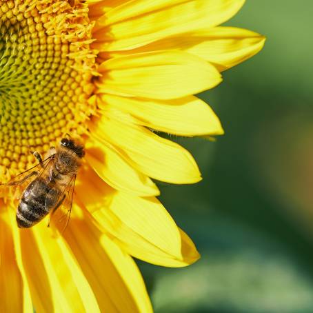 Macro Details of Bee on Vibrant Sunflower Bloom