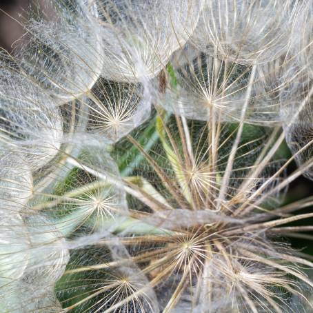 Macro Floral Background of Dandelion Goatsbeard Head Seed CloseUp