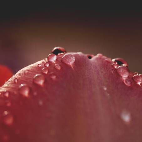 Macro Lens Photography of Water Droplets on Geranium Petals