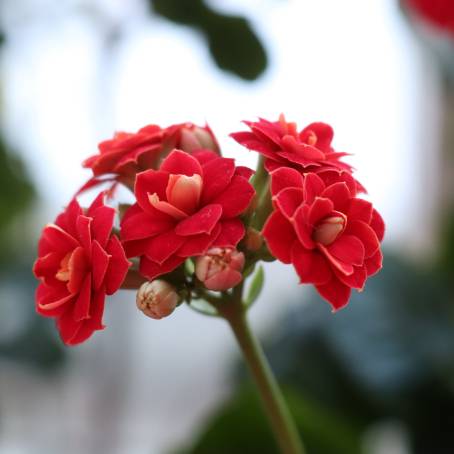 Macro Lens View of Water Droplets on Geranium Petals