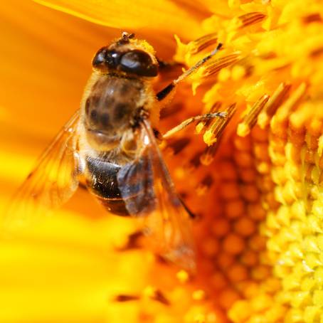 Macro Photography of a bee on a Sunflower