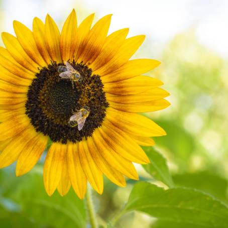 Macro Photography of Bee on Sunflower with Detail