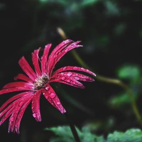 Macro Photography of Dew Drops on Geranium Petals