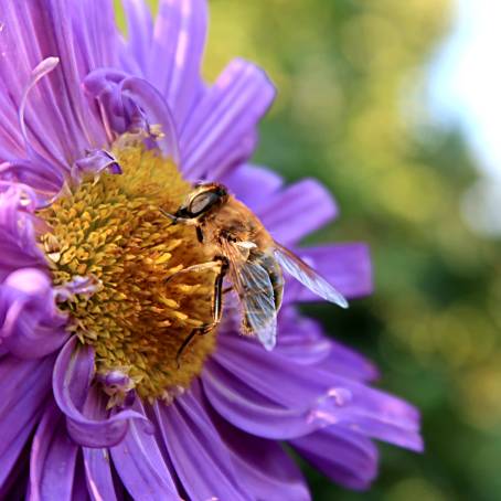 Macro Shot of Bee Pollinating Sunflower Blossom