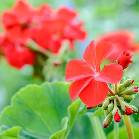 Macro View of Water Droplets on Geranium Petal Surface