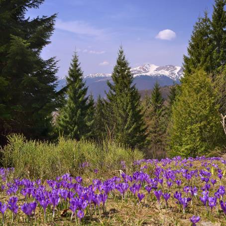 Magical Spring Forest with Road Lilac Trees in Bloom and Beautiful Fantasy Landscape