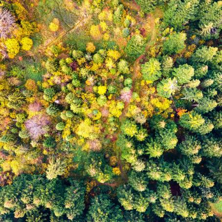 Majestic Forest Canopy Aerial View Highlighting Ecology