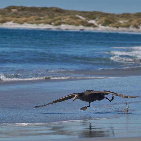 Majestic Northern Giant Petrels and Southern Royal Albatross