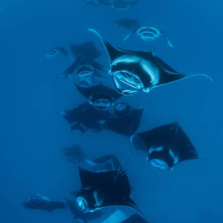 Manta Ray Observation Diver in Maldives Coral Reef