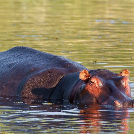 Massive Hippo Displaying Teeth in Chobe Reserve