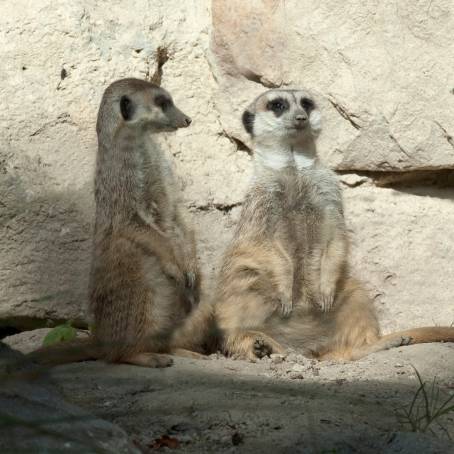 Meerkat Pups at Burrow in German Wildlife