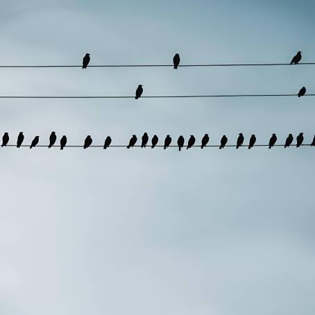 Minimalist Flock of Black Birds Perched on Electrical Wires