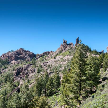 Mirador de Chio Canary Pines Teide Park Tenerife