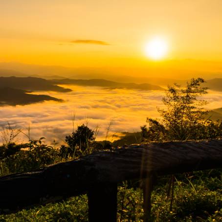 Misty Mountain Overlook with Thriving Lone Sapling