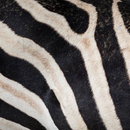 Modern Zebra Fur Background for Art and Design Creative Uses