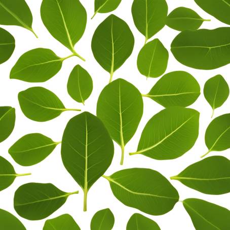 Moringa Leaf Flat Lay Green Superfood on White Background for Health