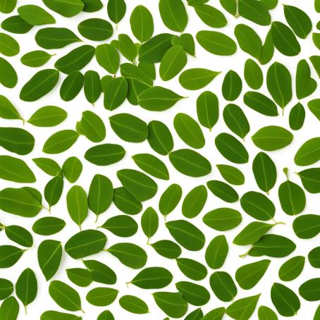 Moringa Leaves Flat Lay on White Pure Green Superfood for Optimal Health