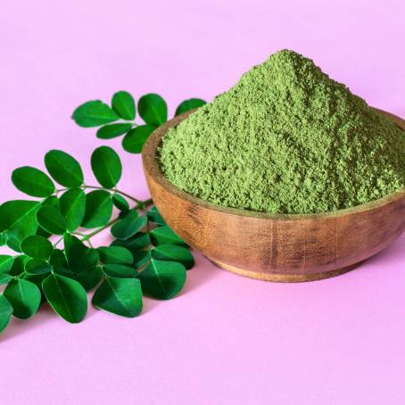 Moringa Oleifera CloseUp of Tree of Life Leaves