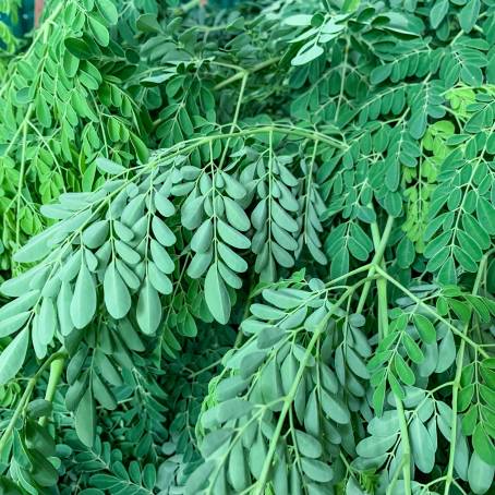 Moringa Oleifera CloseUp The Tree of Life Leaves