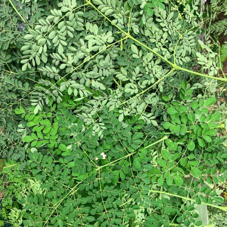 Moringa Oleifera Leaves CloseUp of Tree of Life