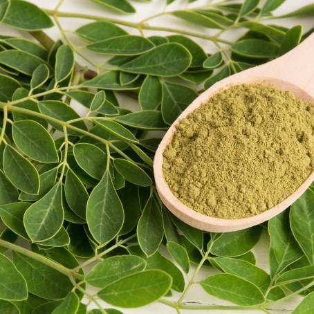 Moringa Oleifera Leaves CloseUp Tree of Life