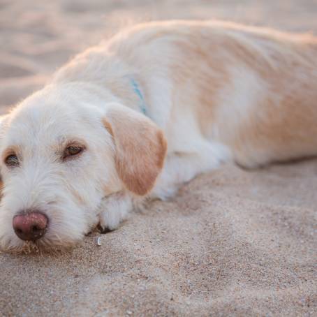 Morning Beach in Thailand with Stray Dog Looking at Camera on Sand