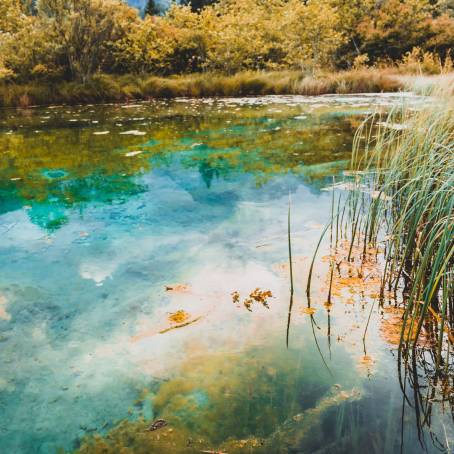 Morning View of Zelenci Reserve Slovenias Natural Beauty