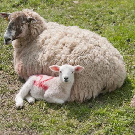 Mother and Lamb Springs Tender Connection