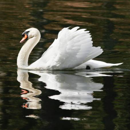 Mute Swan and Its Reflections on a Mirror Like Surface