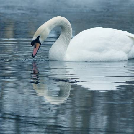 Mute Swan Reflections in a Calm, Tranquil Setting