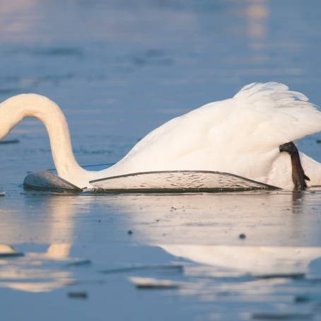 Mute Swan Reflections in Calm, Reflective Water