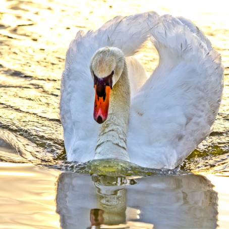 Mute Swan Reflections in the Mirror Like Water