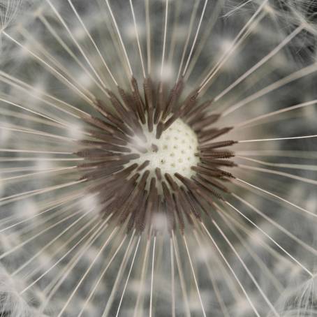 Nature CloseUp of Dandelion Goatsbeard Seed Head Macro Floral Detail